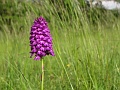 02_Orchis pyramidal_6